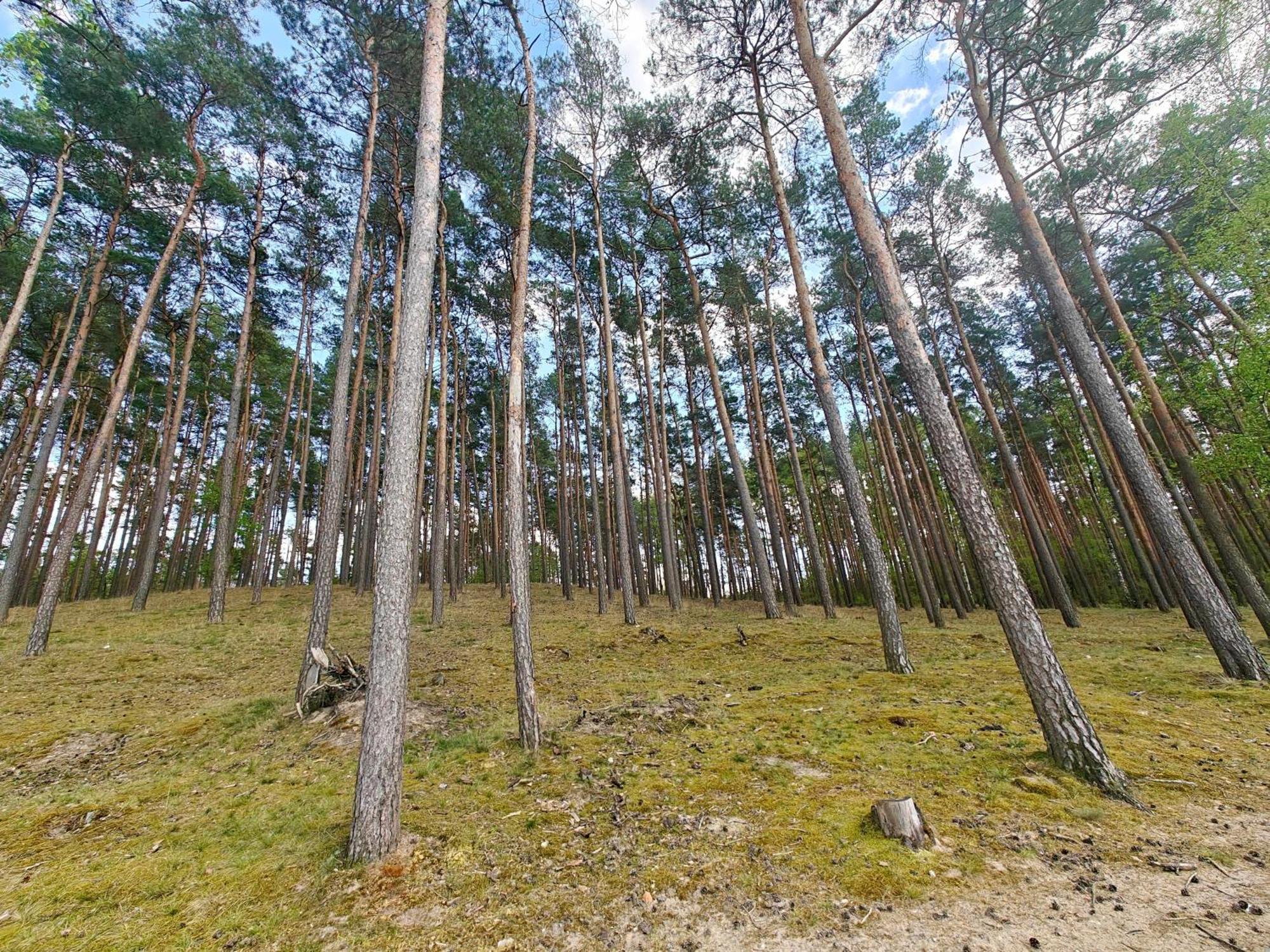 Lesna Ostoja W Centrum Puszczy Nadnoteckiej Otoczona 3 Jeziorami Miedzychod Exterior photo